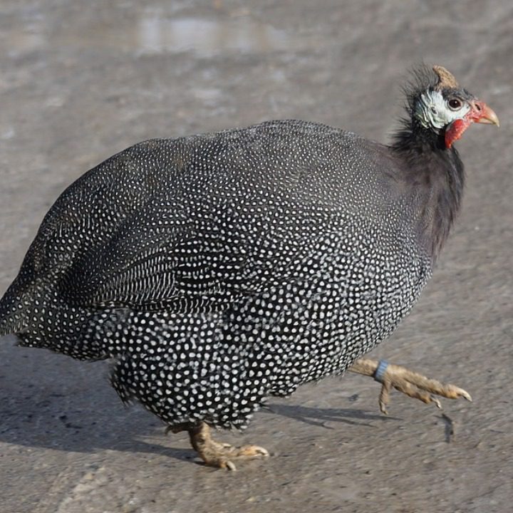 Ayam Mutiara Hitam 