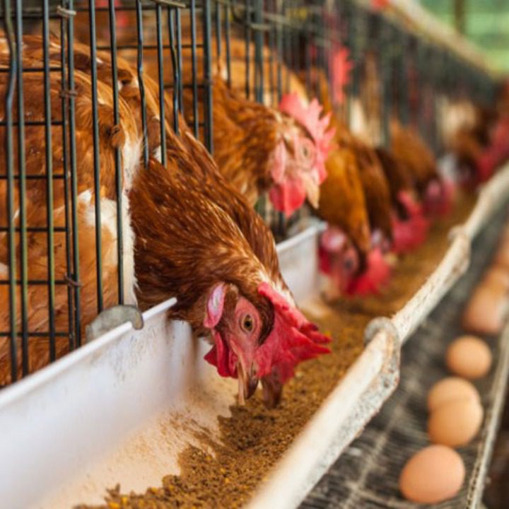 Ayam petelur diberi perlakuan khusus agar dapat menghasilkan telur