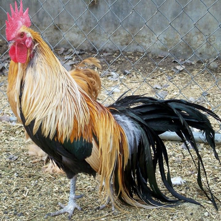 Ayam Phoenix