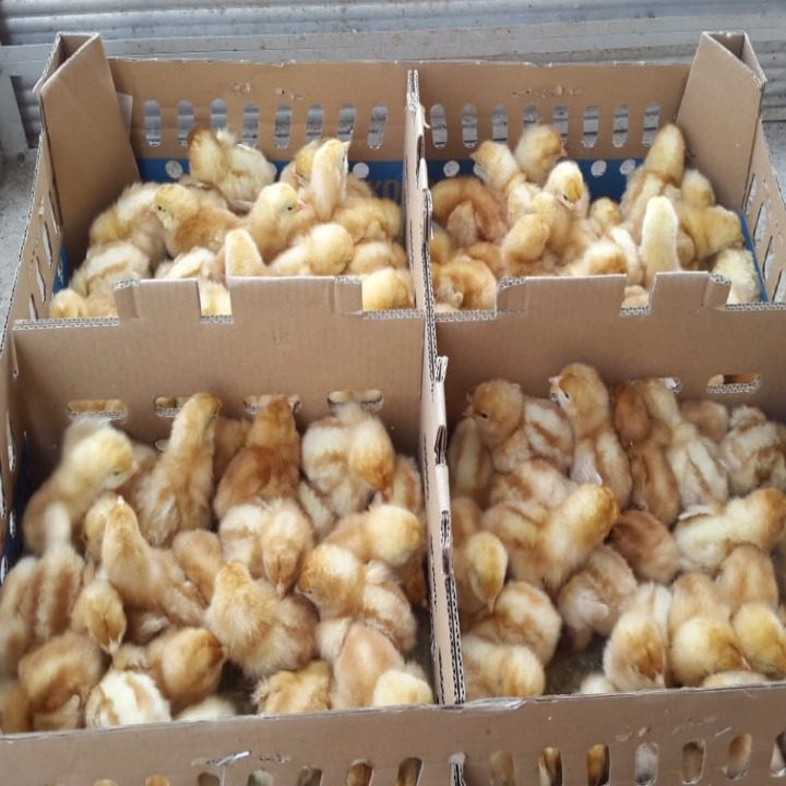DOC Ayam Petelur banyak di cari baik calon peternak atau yang sudah lama ternak ayam petelur untuk di jadikan bibit ayam petelur dewasa yang siap memproduksi telur. | Image 3