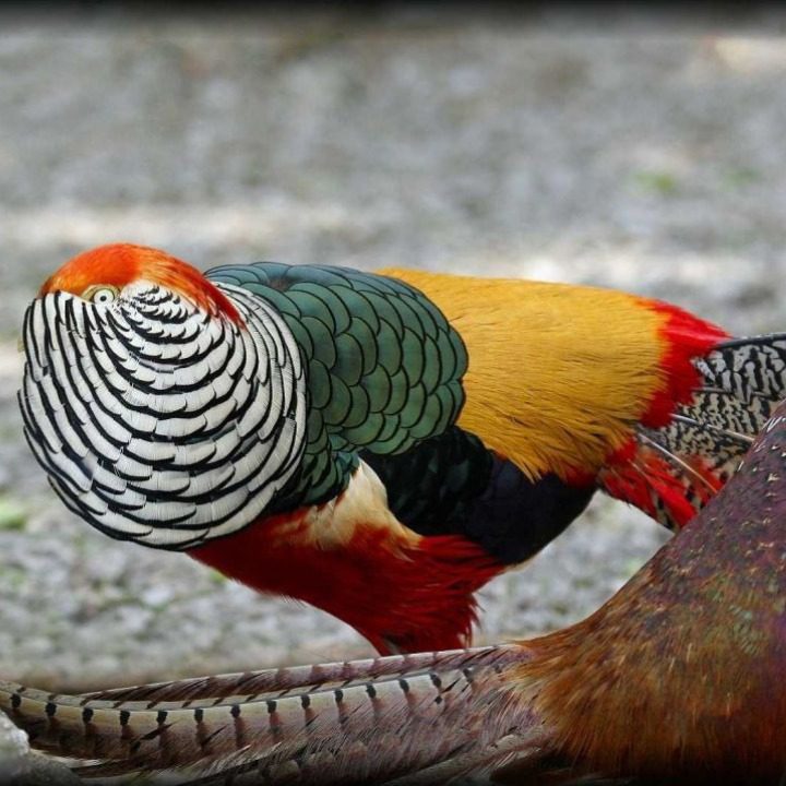 Red Pheasant persilangan dari golden pheasant dan lady pheasant | image 5