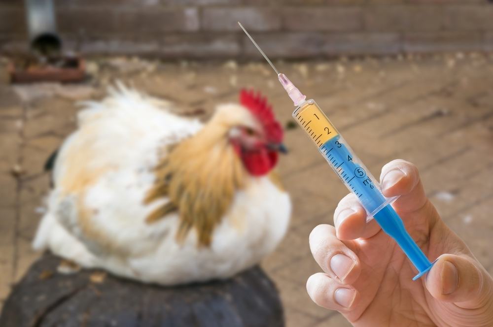 Pemberian vaksin untuk ayam kampung dapat mencegah ayam terkena penyakit dan menjaga kekebalan tubuh | ayam & suntik