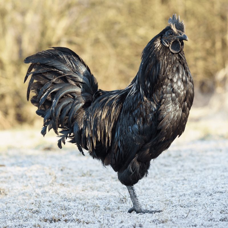 Ayam Cemani Chicken or Cemani Chicken is an Indonesian native poultry, it is one of the rarest chickens in the world.
