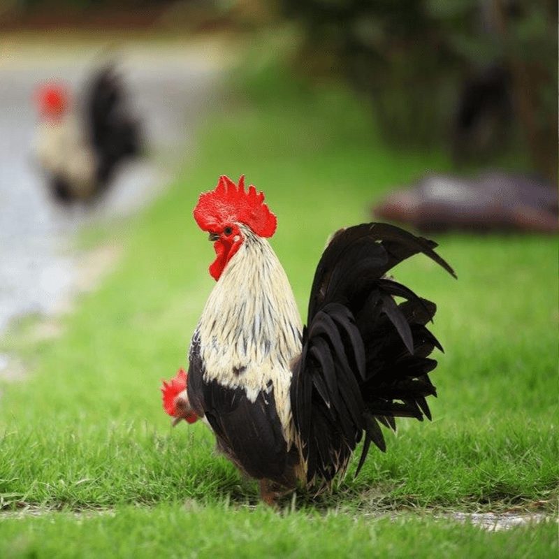 Ayam kate memiliki postur tubuh yang unik dan mungkil dan hal tersebutlah yang menjadi daya tarik para penghobi ayam | image 1