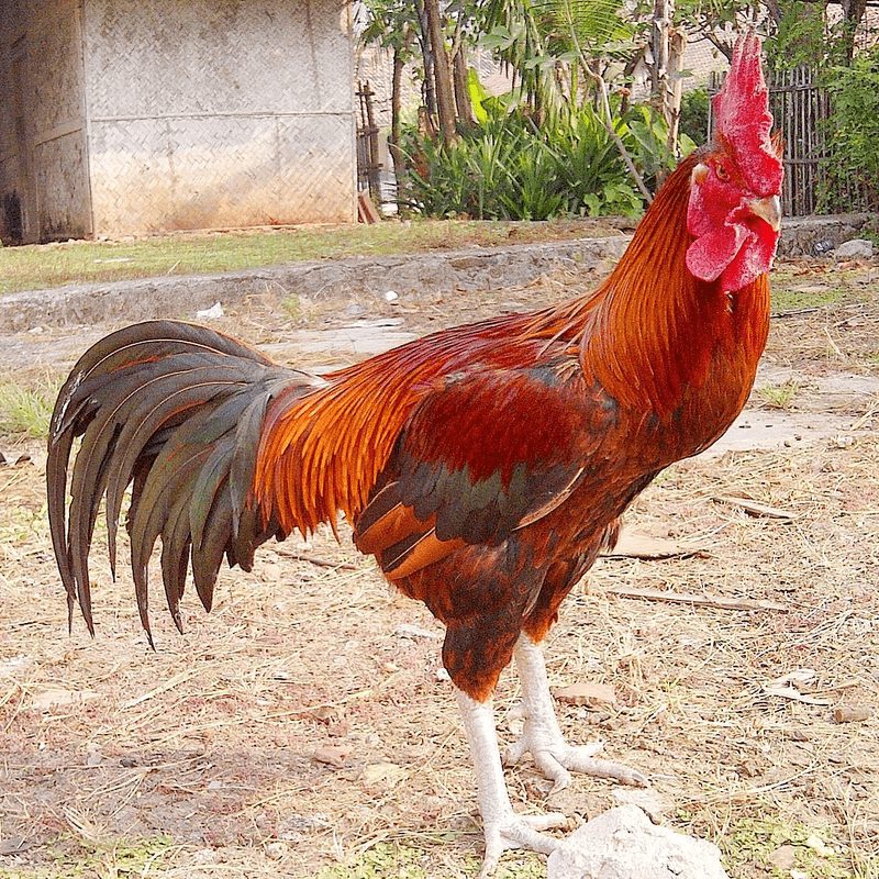 Ayam Pelung yang bagus dan berkualitas memiliki postur tubuh yang besar dan gagah | Postur Ayam Pelung
