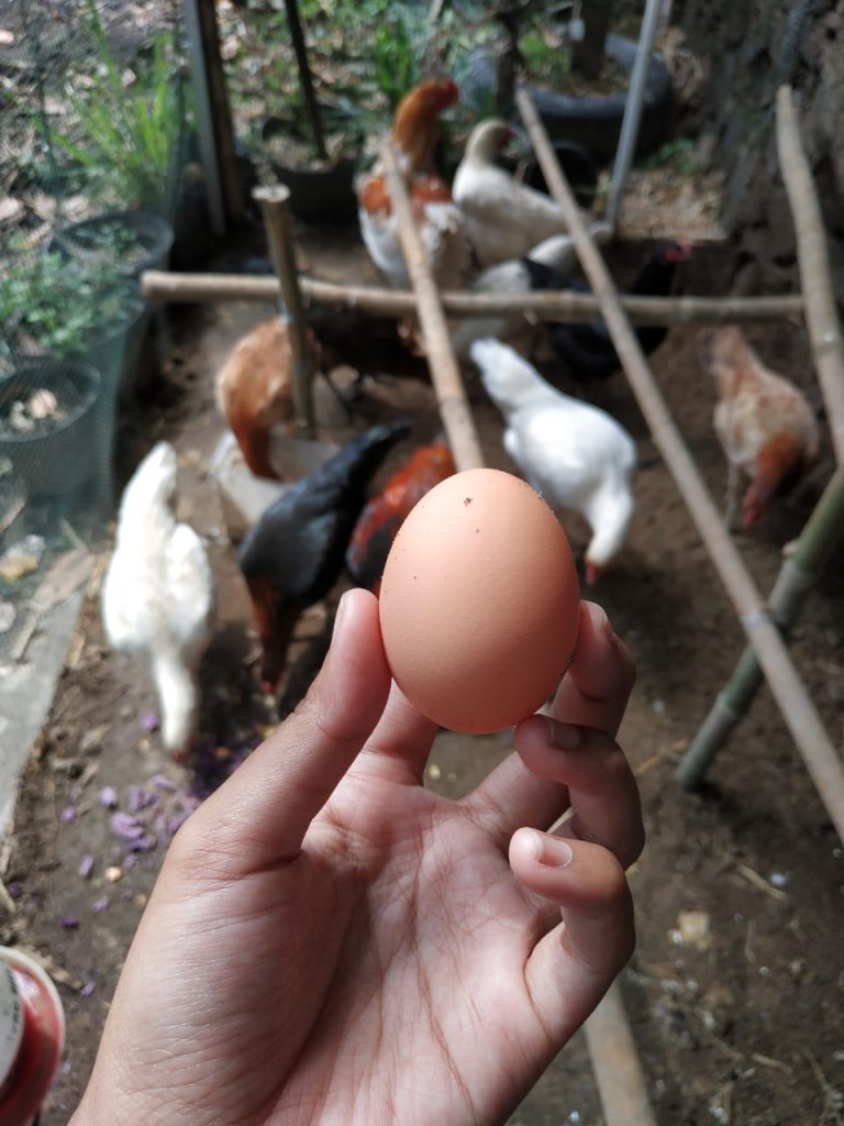Penampakan telur ayam joper yang mirip dengan telur ayam kampung biasa namun warnanya lebih cokelat | Image 1