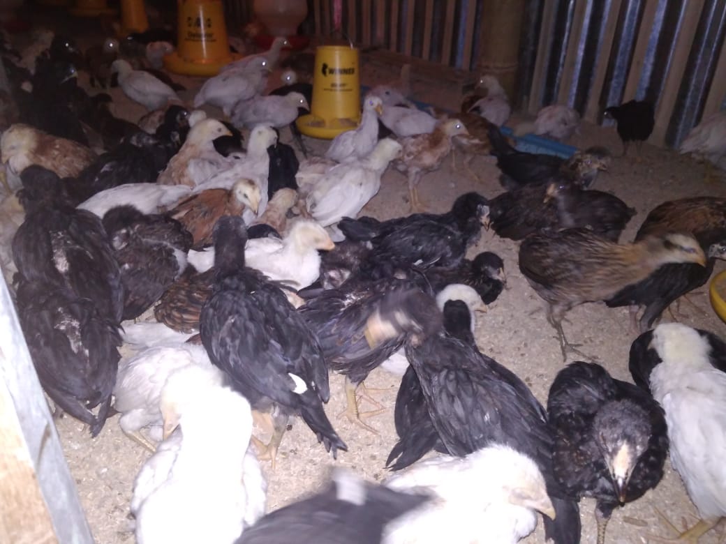 Intip Yuk Harga DOC Ayam Joper Purwokerto dan Sekitarnya
