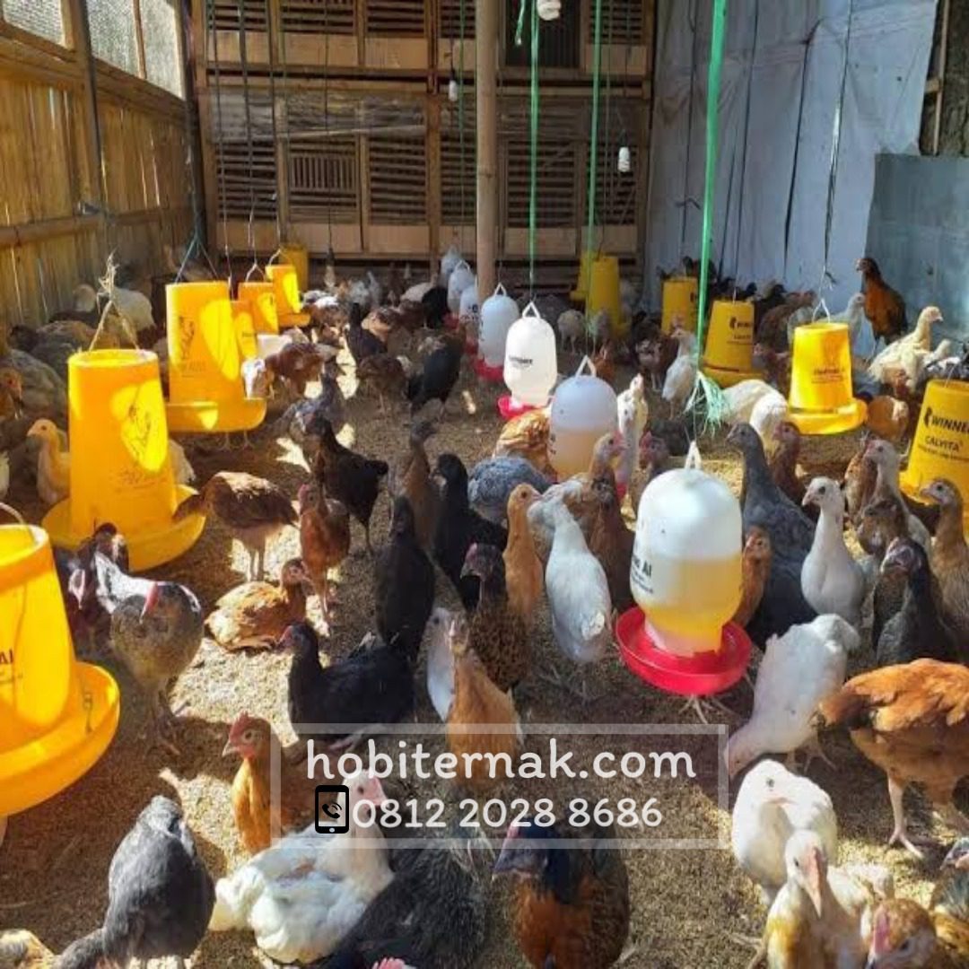Berikut adalah salah satu foto ayam kampung super atau JOPER. Warna ayam ini bermacam-macam ada coklat, putih atau hitam | Image 5