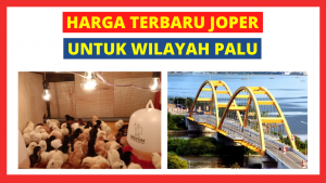 Harga DOC Ayam Kampung Super (JOPER) untuk Daerah Palu Sulawesi Tengah