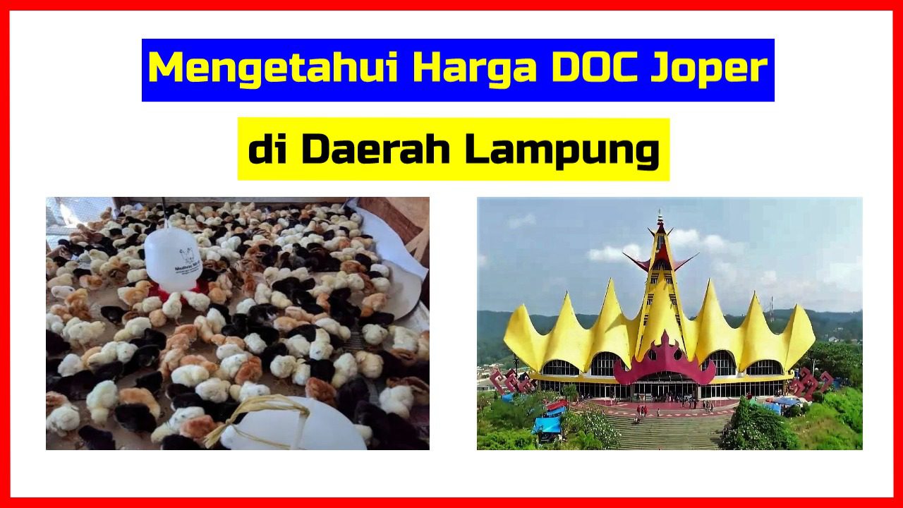 Harga DOC Joper di Bandar Lampung