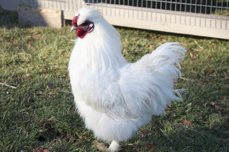 Ayam kapas memiliki bulu tebal yang mirip dengan kapas | image 1