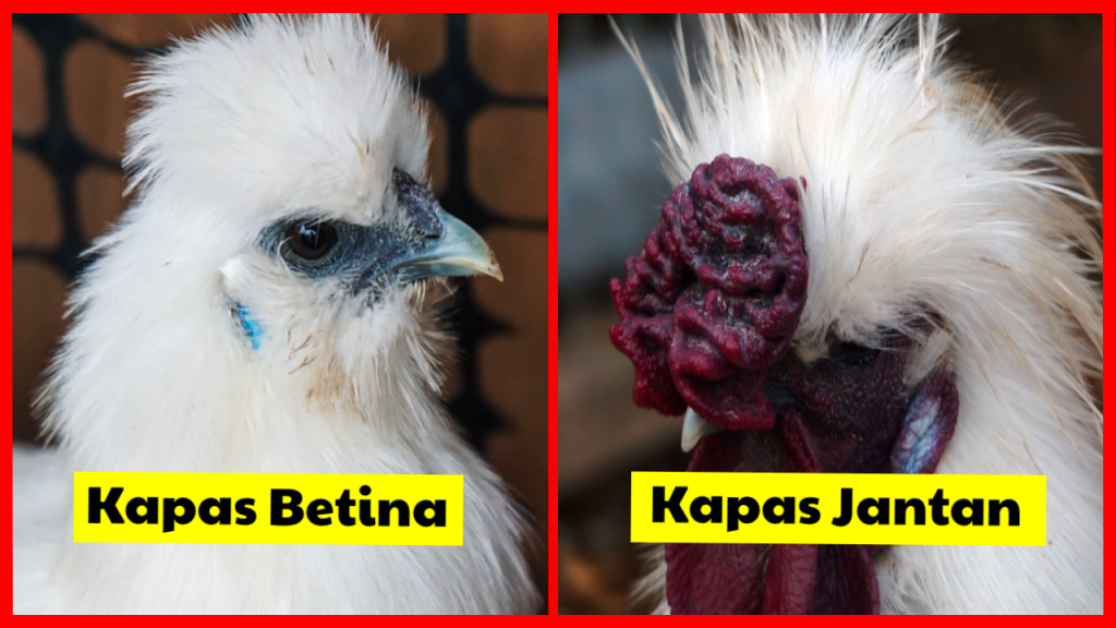 Lihat bedanya ayam kapas betina dan jantan | image 2
