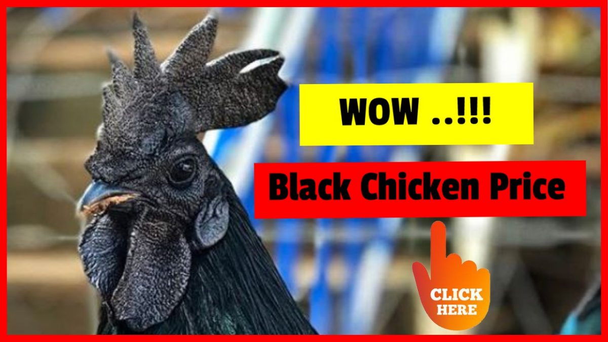 how much is a black chicken