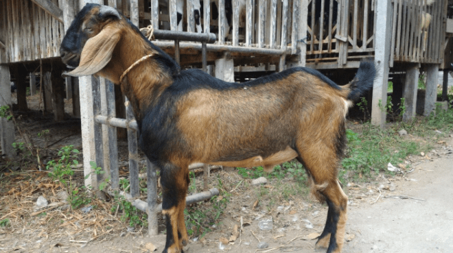 Ciri-ciri kambing jawa