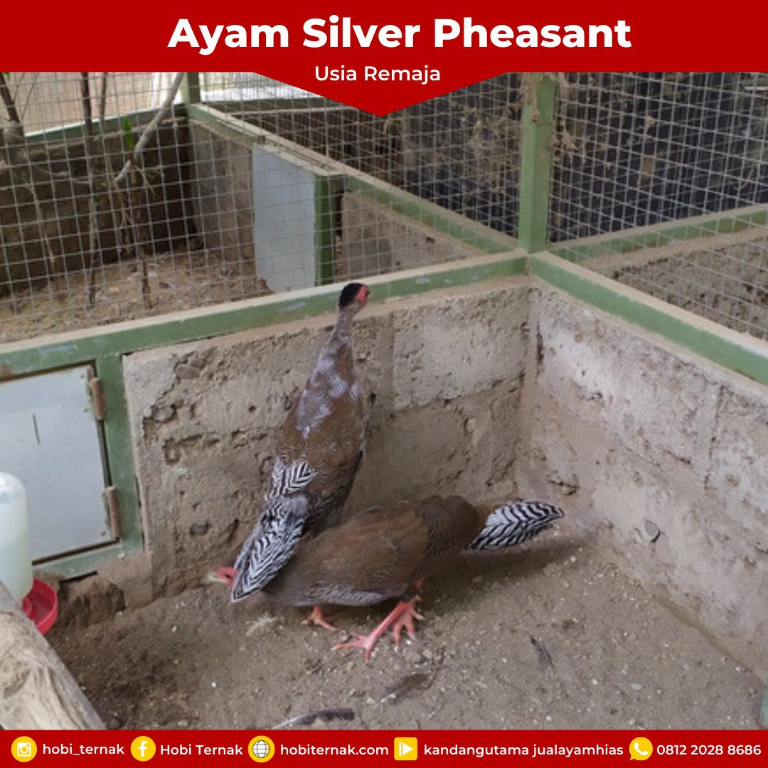 Silver Pheasant Usia Dewasa