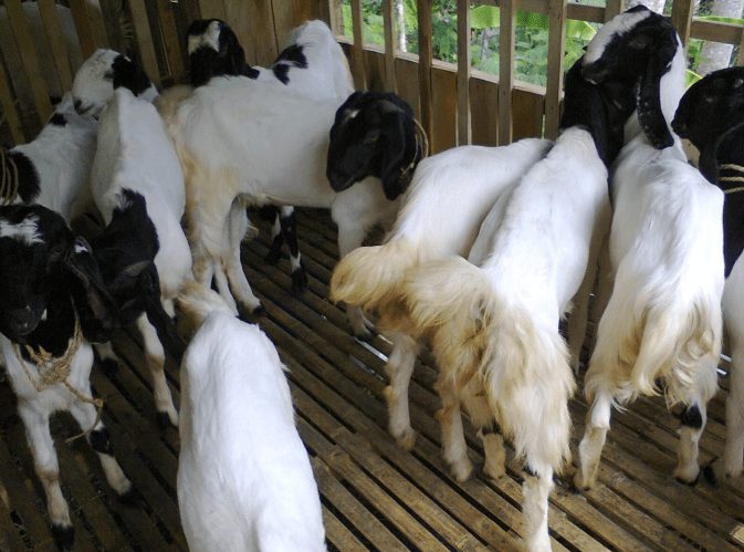 Beternak kambing PE bisa menjadi salah satu usaha yang menjanjikan
