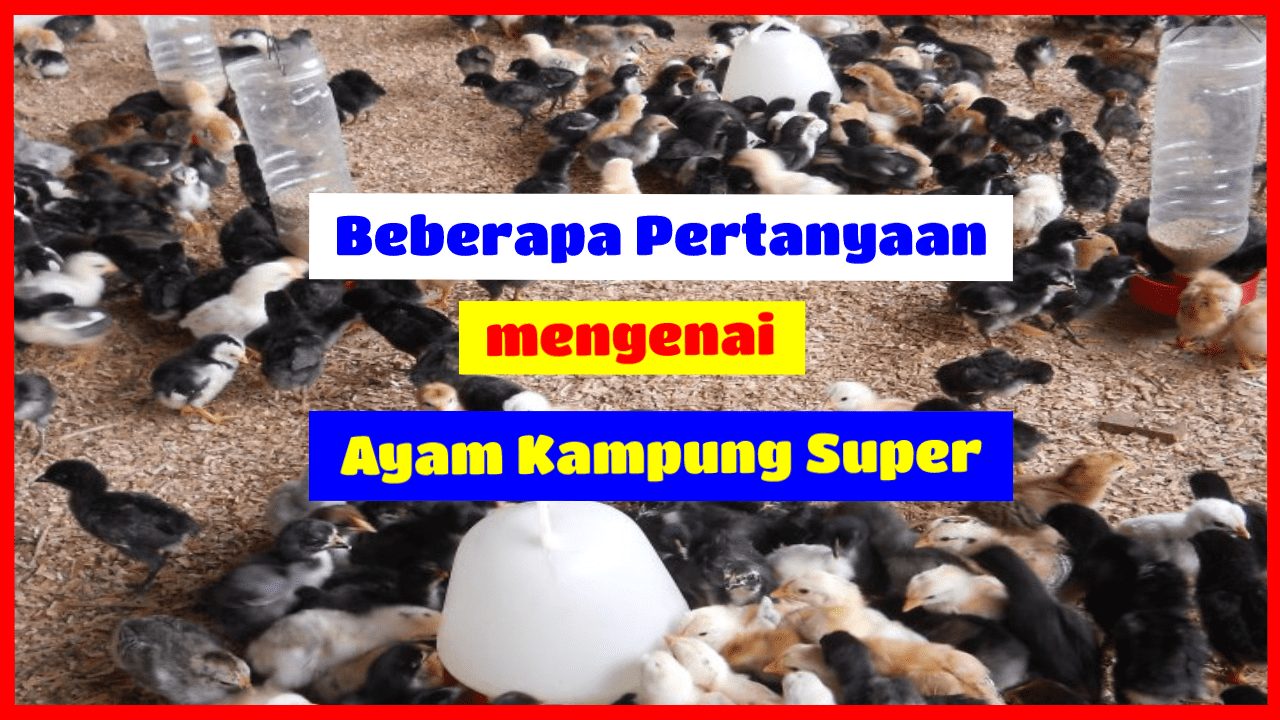 ayam joper