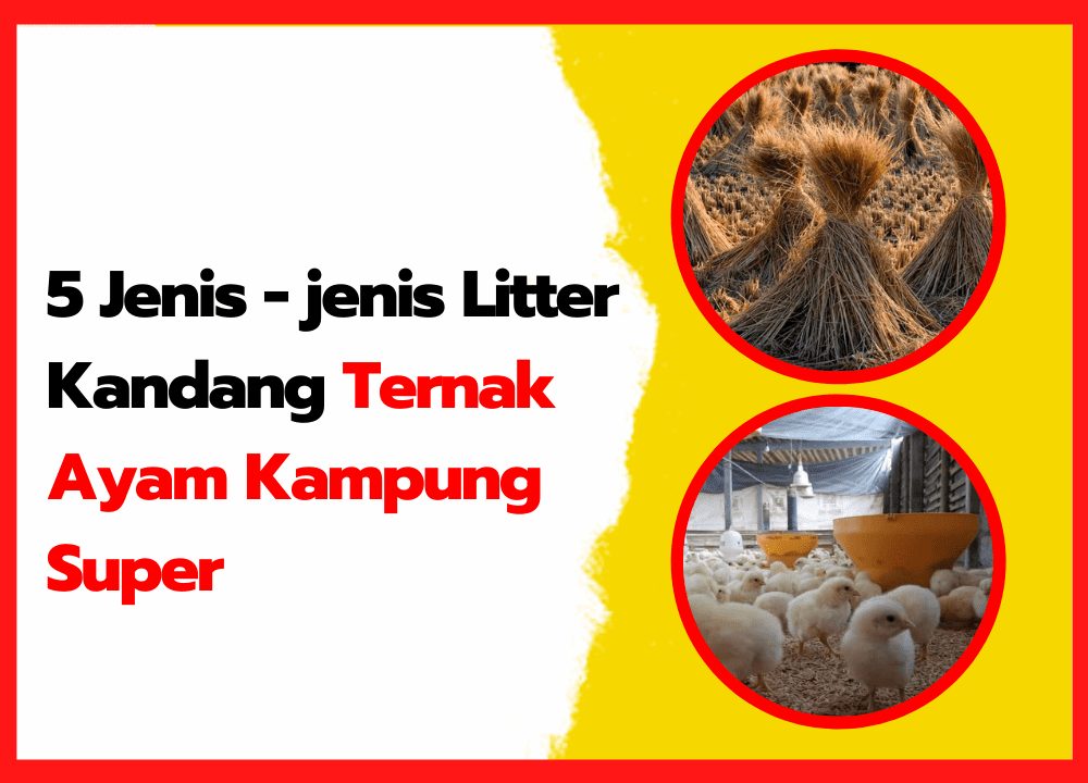 5 Jenis - jenis Litter Kandang Ternak Ayam Kampung Super | thumnail