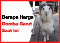 Berapa Harga Domba Garut Saat Ini