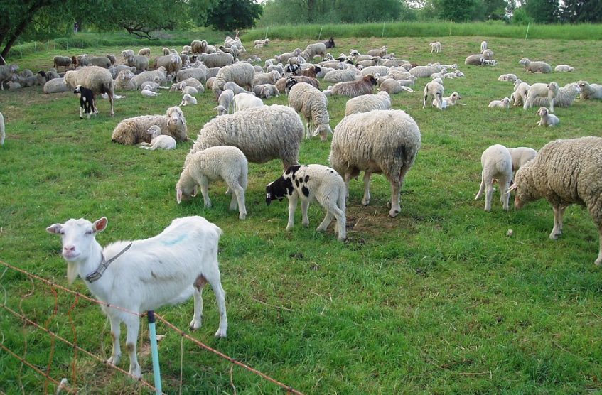 Ada beberapa jenis kambing yang bisa di gunakan untuk berqurban