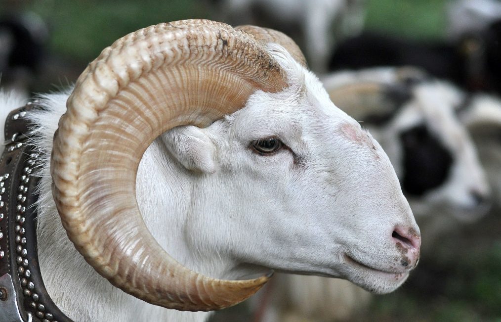 Salah satu domba yang cukup terkenal di Jawa Barat ''Domba Garut"