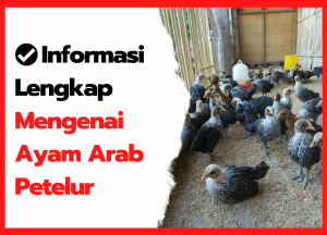 Informasi Lengkap Mengenai Ayam Arab | thumbnail