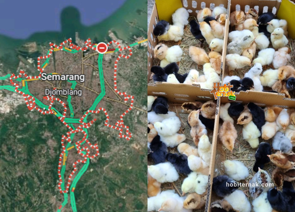 Jual DOC Ayam Joper untuk Daerah Semarang Jawa Tengah