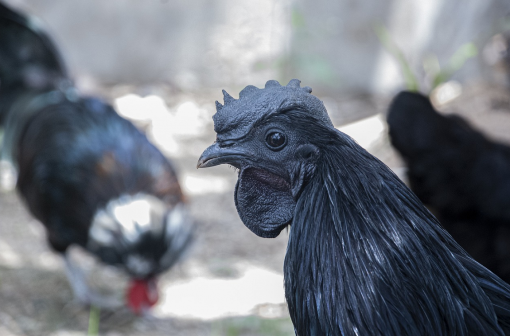 Black Chicken Meat? Discover Its Facts And Types Of Its Chicken