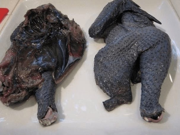 Kadaknath meat that totally black and have benefits for your health.