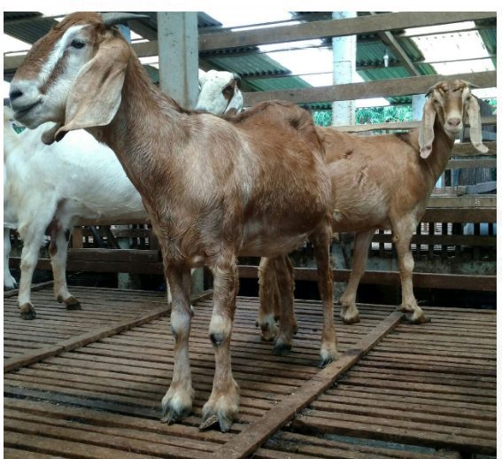 Kambing Jawarandu selain diunggulkan karena produksi susu nya kambing ini juga dimanfaatkan sebagai penghasil daging.