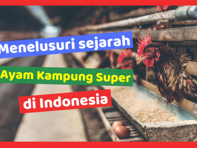 Kandang Ternak JOPER 1 HOBI TERNAK Sejarah Ayam Kampung Super word3