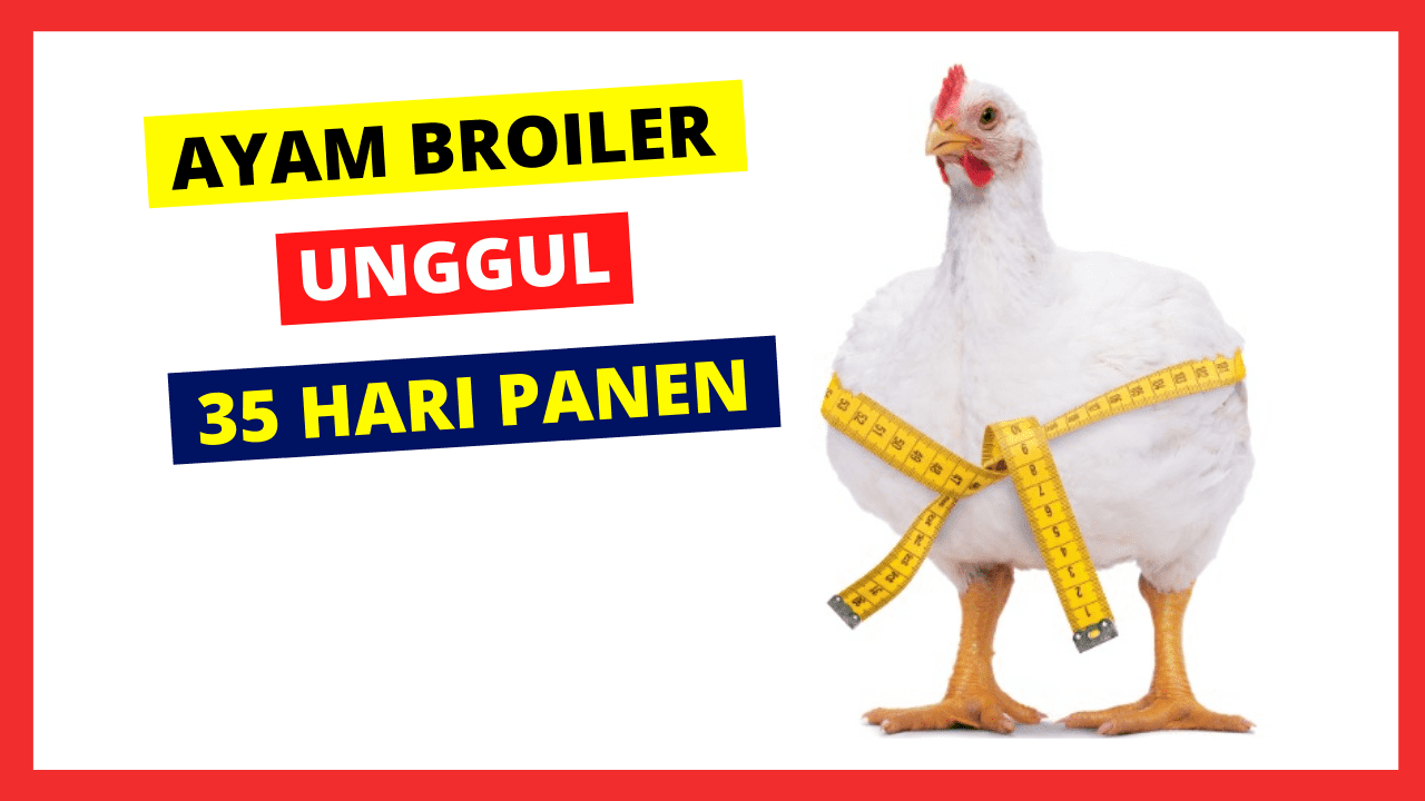 Ayam Broiler memiliki pertumbuhan daging yang cepat serta masa panen yang cepat pula