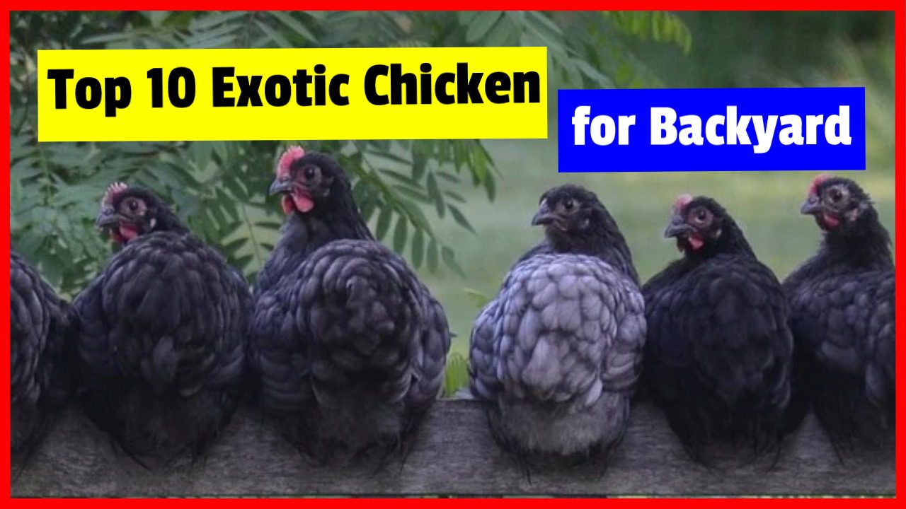 List Of Fancy Chicken Breeds Top 10 Exotic chicken for Backyard
