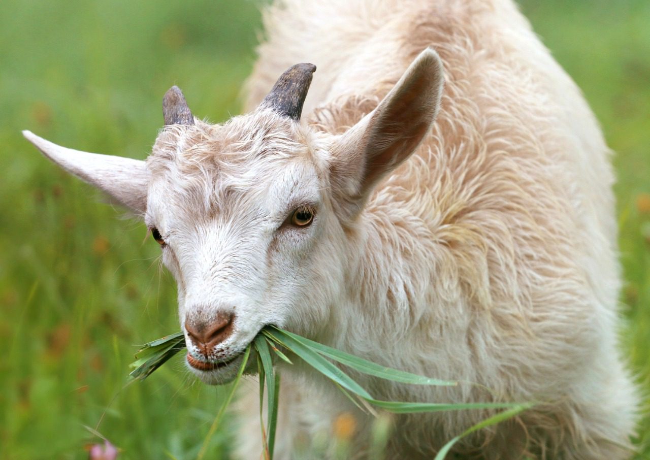 Makanan kesukaan kambing adalah rumput