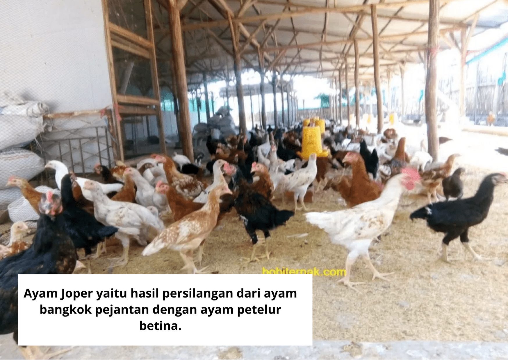 Harga Jual DOC JOPER Untuk Daerah Yogyakarta