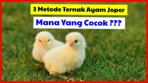 3 Metode Ternak Ayam Kampung yaitu tradisional, semi intensif dan intensif