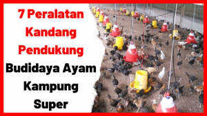 5500 Gambar Peralatan Kandang Unggas Gratis Terbaru