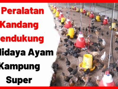 7 Peralatan Kandang Pendukung Budidaya Ayam Kampung Super | Cover