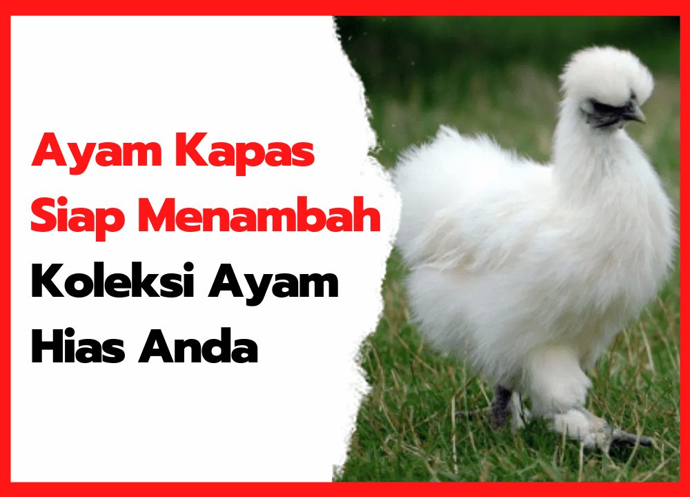 Ayam Kapas Siap Menambah Koleksi Ayam Hias Anda | cover 