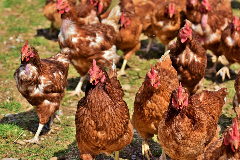 Ayam Petelur yang terkenal memiliki produktifitas telur dengan jumlah yang cukup tinggi yakni Ayam Petelur Isa Brown | image 1