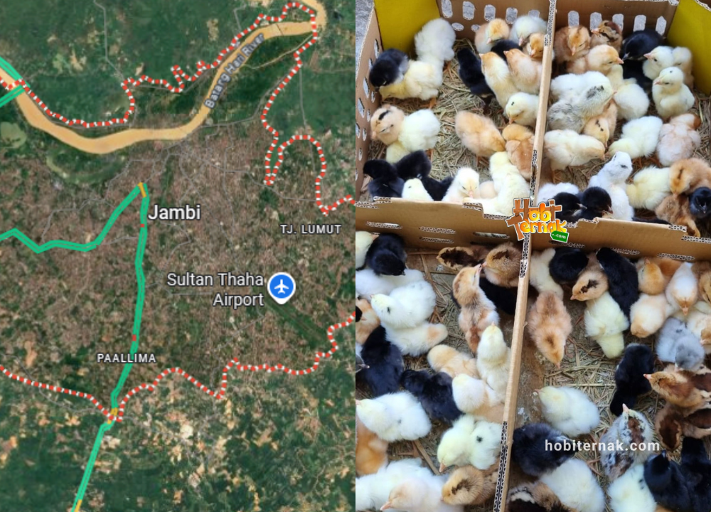 Harga DOCAyam Kampung Super (JOPER) untuk Daerah Jambi