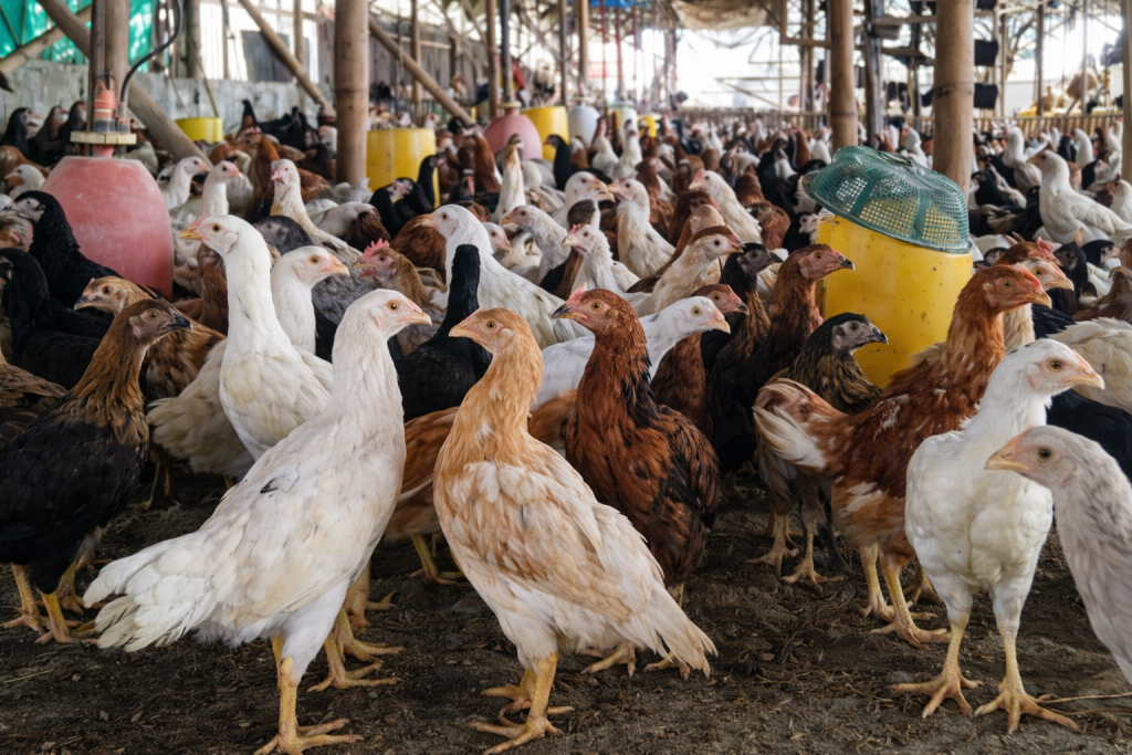 Keunggulan pada ayam joper adalah cepat di panen yakni hanya dalam waktu 2 bulan saja dan juga harga di pasaran cenderung stabil.