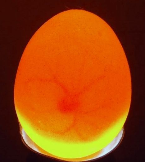 Peneropongan telur | Image 7