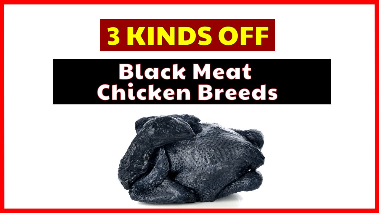Let's See 3 Kind Of Black Meat Chicken Breeds You Can Eat!