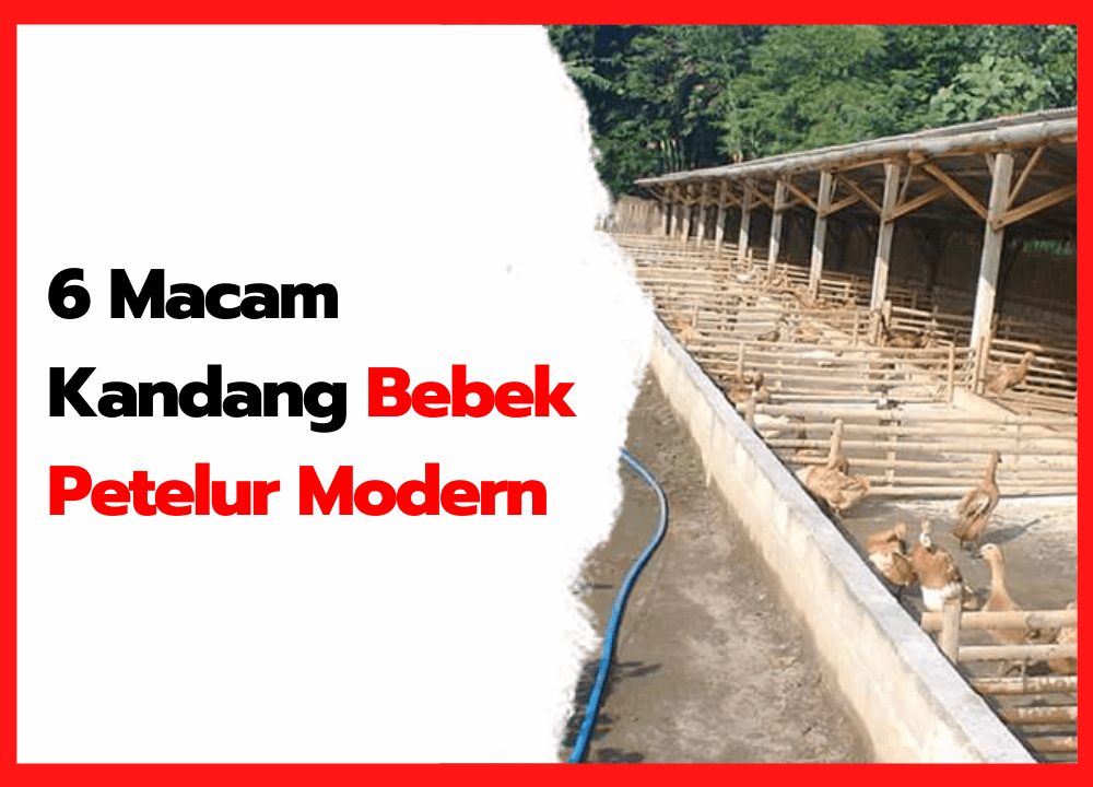 6 Macam Kandang Bebek Petelur Modern | cover