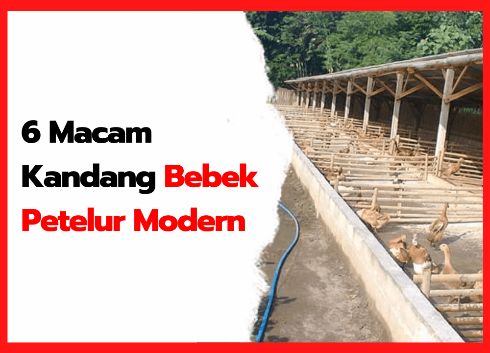 в љ 6 Kandang Bebek Petelur Modern Yang Bisa Di Terapkan