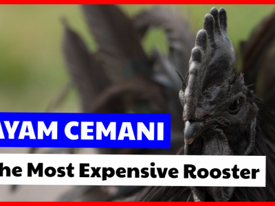 Ayam Cemani, The Most Expensive Rooster In The World.