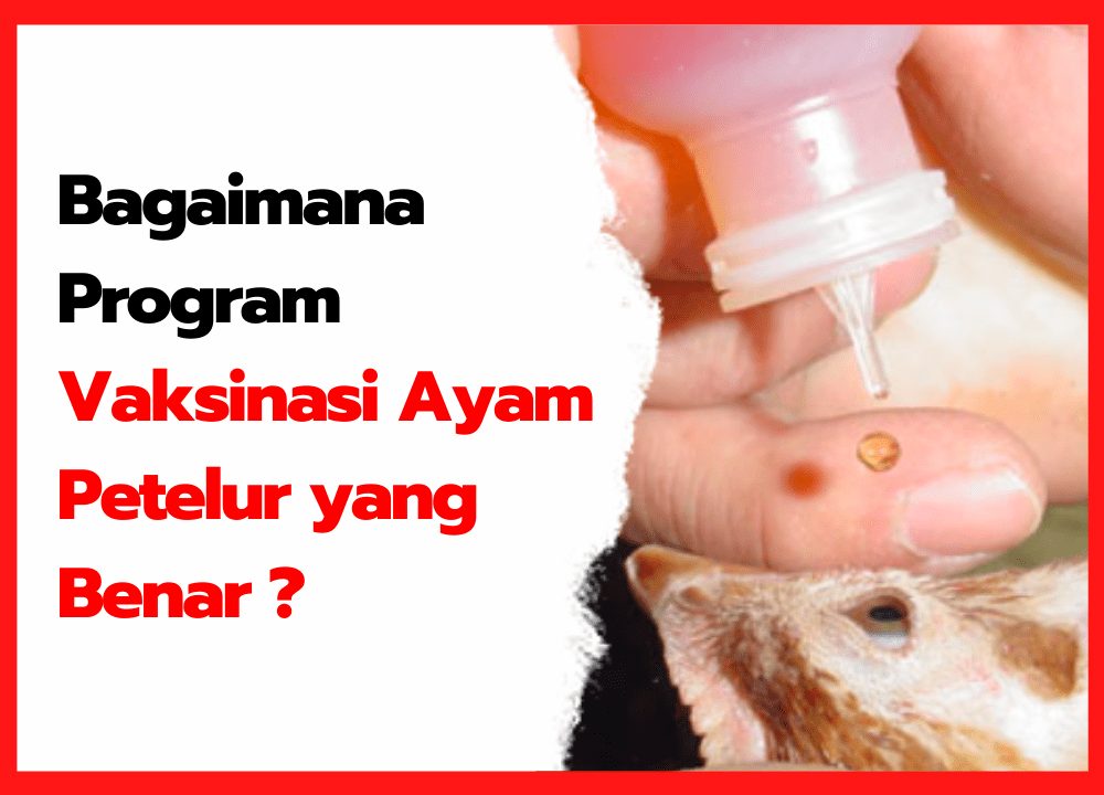 Bagaimana Program Vaksinasi Ayam Petelur yang Benar | cover