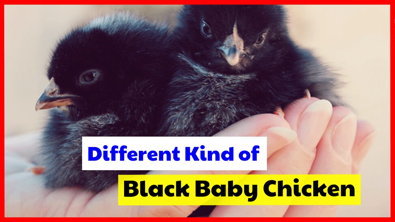 Different Kind of Black Baby Chicken