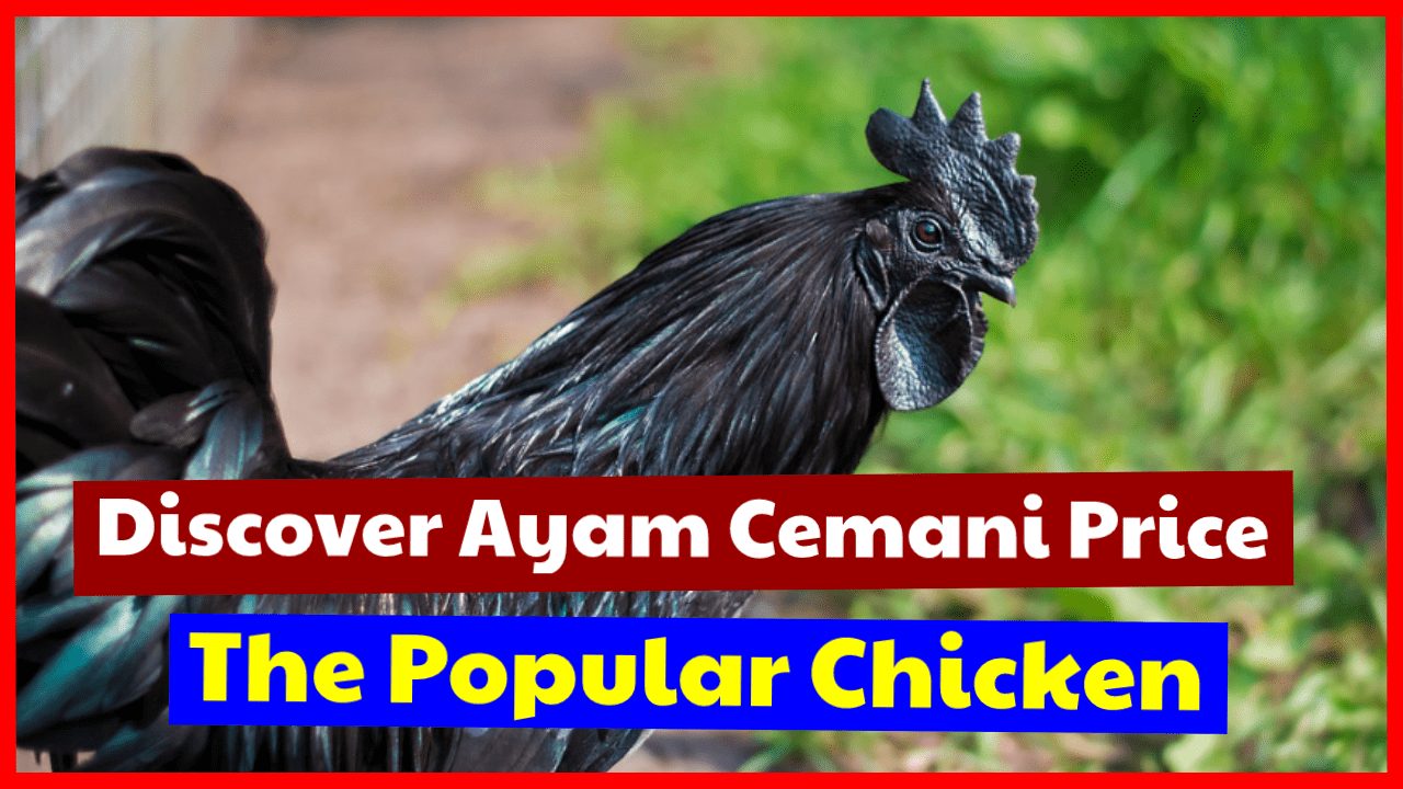 Ayam cemani price, the Indonesian native and popular chicken will be different in each country.